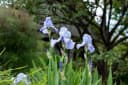 Pflanzen für Dich Staude Iris barbata hellblau, 1 St., Bart-Iris Bild 3