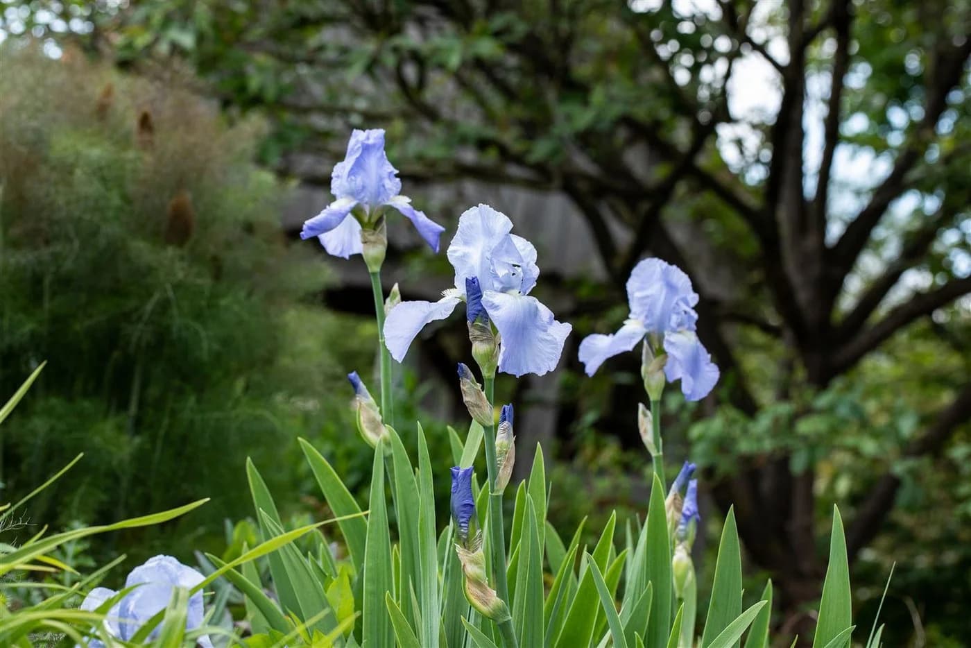 Pflanzen für Dich Staude Iris barbata hellblau, 1 St., Bart-Iris - Bild 3