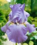 Pflanzen für Dich Staude Iris barbata hellblau, 1 St., Bart-Iris Bild 4