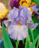 Pflanzen für Dich Staude Iris barbata hellblau, 1 St., Bart-Iris Bild 5