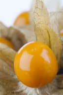 Pflanzen für Dich Staude Physalis peruviana Andenbeere Kapstachelbeere Bild 3