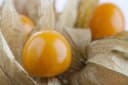 Pflanzen für Dich Staude Physalis peruviana Andenbeere Kapstachelbeere Bild 4