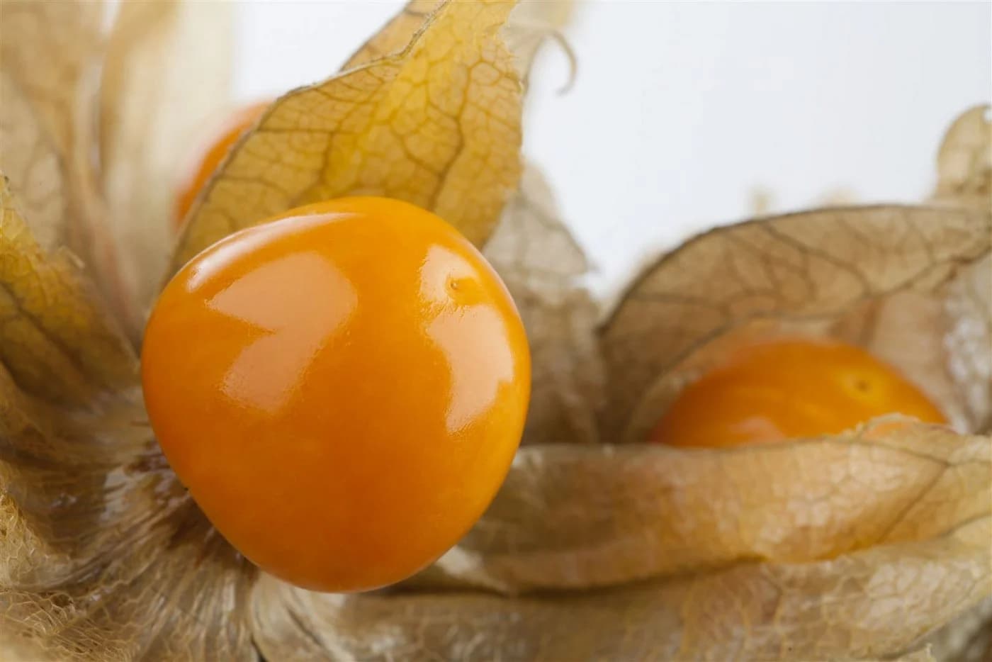 Pflanzen für Dich Staude Physalis peruviana Andenbeere Kapstachelbeere - Bild 5