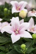 Platycodon grandiflorus 'Fuji Pink' Ballonblume Rosa Bild 1