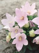 Platycodon grandiflorus 'Fuji Pink' Ballonblume Rosa Bild 2