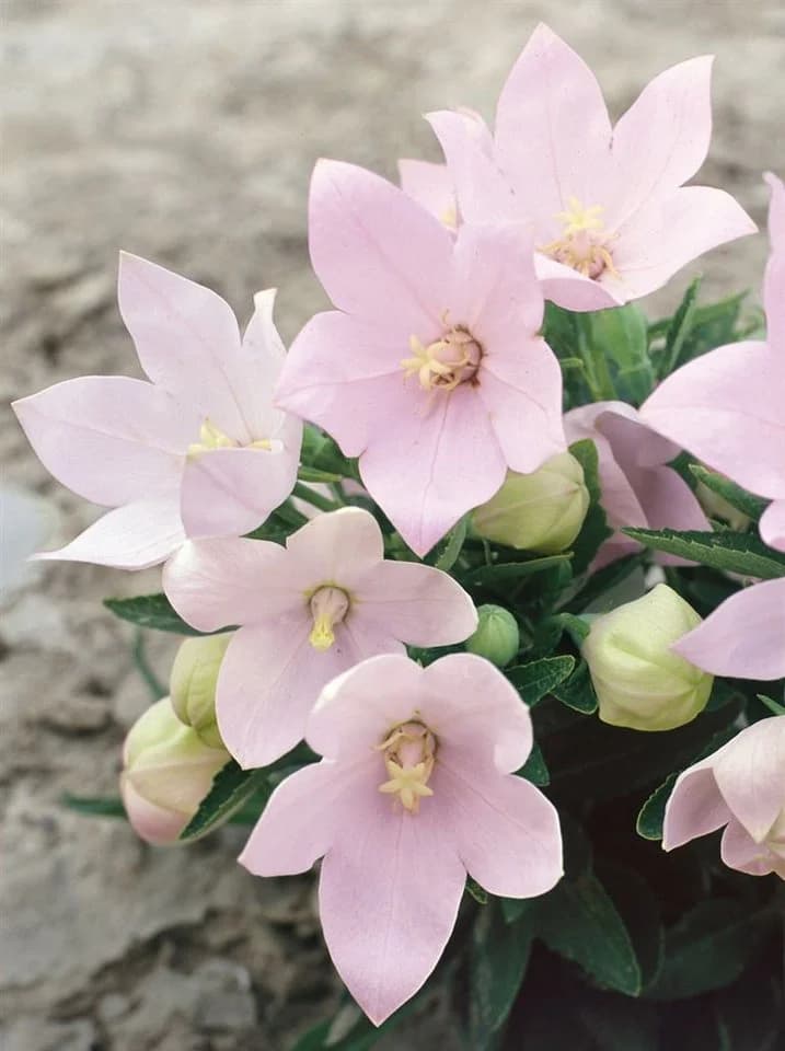 Platycodon grandiflorus 'Fuji Pink' Ballonblume Rosa - Bild 2