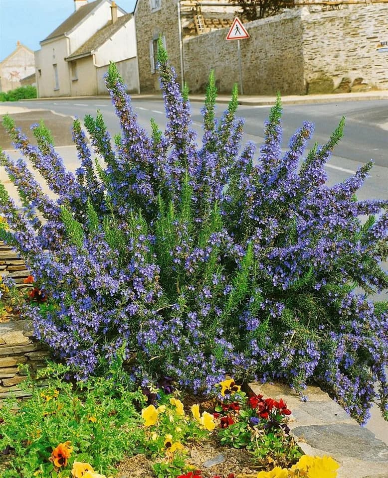 Rosmarinus officinalis 'Corsican Blue' Rosmarin Blau 9x9 cm Topf