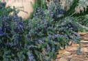 Rosmarinus officinalis 'Corsican Blue' Rosmarin Blau 9x9 cm Topf Bild 2