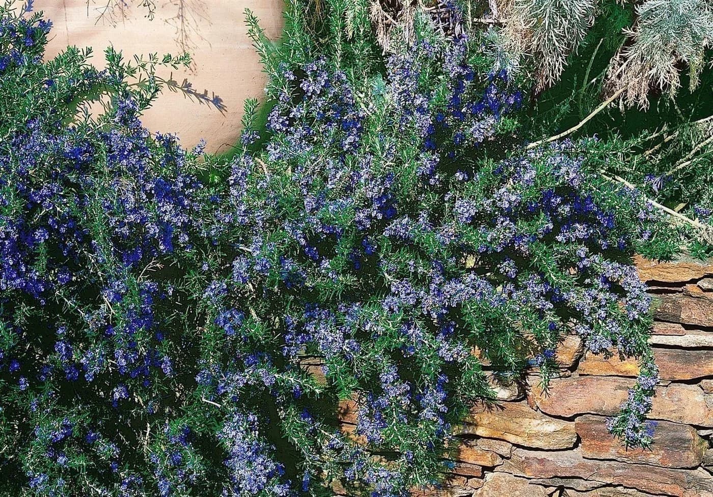Rosmarinus officinalis 'Corsican Blue' Rosmarin Blau 9x9 cm Topf - Bild 2