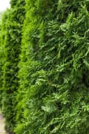 Thuja occidentalis 'Columna' Konifere Immergrün Bild 2