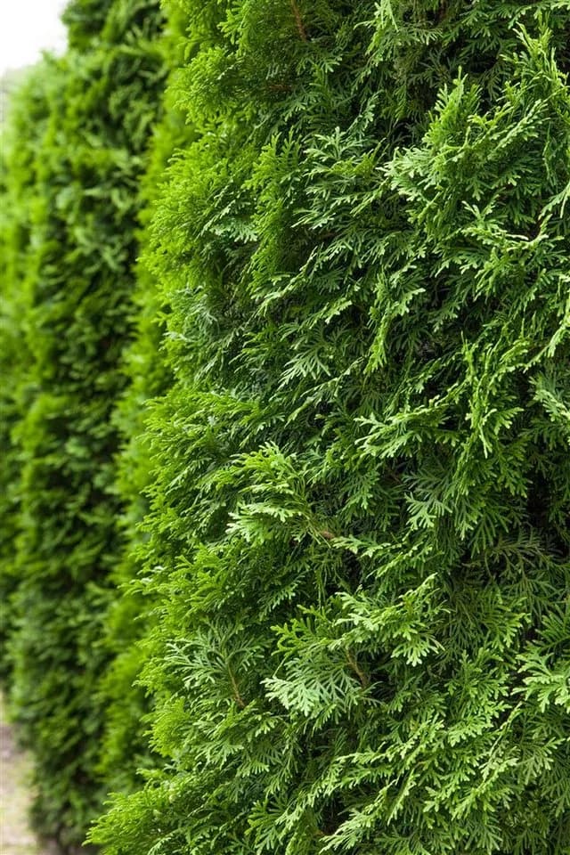 Thuja occidentalis 'Columna' Konifere Immergrün - Bild 2