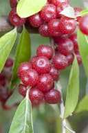 Elaeagnus multiflora Goumi Japanische Ölweide 1 St. Zierstrauch Bild 1