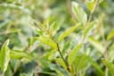 Elaeagnus multiflora Goumi Japanische Ölweide 1 St. Zierstrauch Bild 4