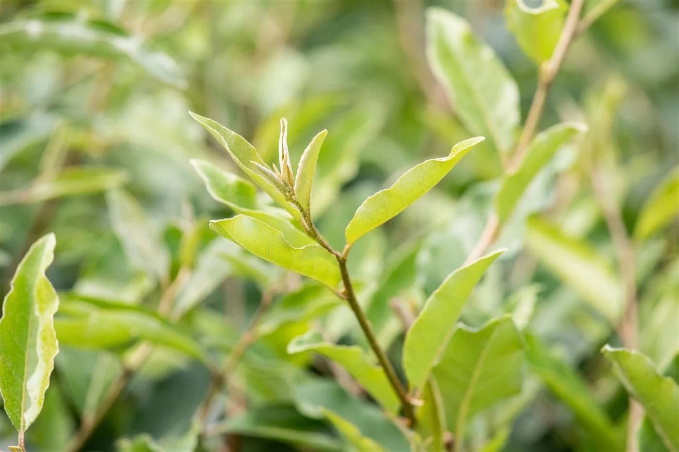 Elaeagnus multiflora Goumi Japanische Ölweide 1 St. Zierstrauch - Bild 4