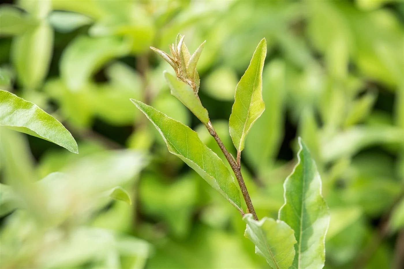 Elaeagnus multiflora Goumi Japanische Ölweide 1 St. Zierstrauch - Bild 5