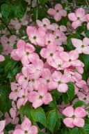 Pflanzen für Dich Cornus kousa Satomi Compact Japanischer Blumen-Hartriegel Rosa Bild 1