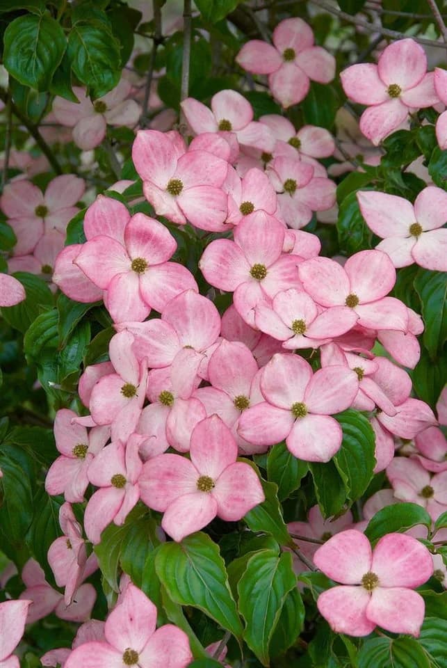 Pflanzen für Dich Cornus kousa Satomi Compact Japanischer Blumen-Hartriegel Rosa