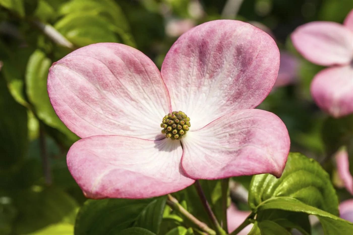 Pflanzen für Dich Cornus kousa Satomi Compact Japanischer Blumen-Hartriegel Rosa - Bild 2