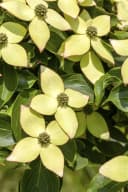 Cornus kousa Wieting's Select - Chinesischer Blumen-Hartriegel Bild 1