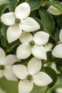 Cornus kousa Wieting's Select - Chinesischer Blumen-Hartriegel Bild 2