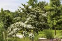 Cornus kousa Wieting's Select - Chinesischer Blumen-Hartriegel Bild 3