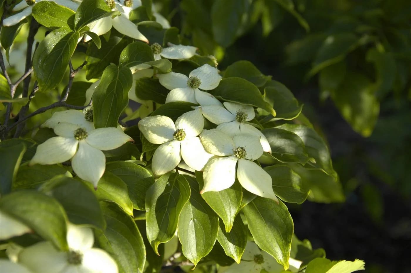 Cornus kousa Wieting's Select - Chinesischer Blumen-Hartriegel - Bild 4