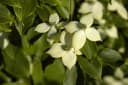Cornus kousa Wieting's Select - Chinesischer Blumen-Hartriegel Bild 5
