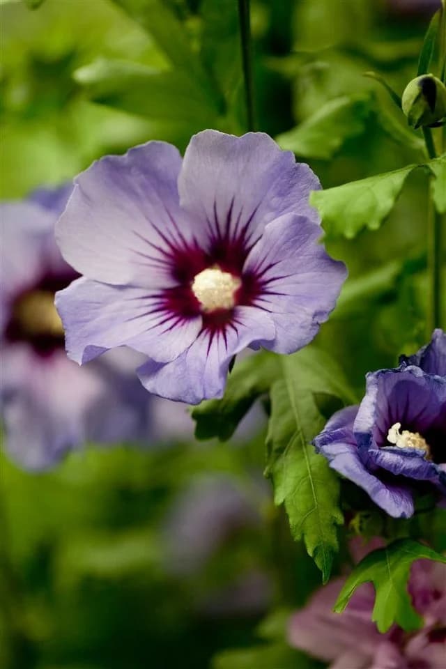 Hibiscus syriacus 'Marina' Gartenhibiskus Blau