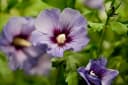 Hibiscus syriacus 'Marina' Gartenhibiskus Blau Bild 2