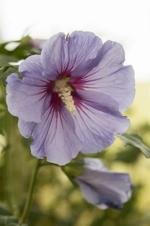 Hibiscus syriacus 'Marina' Gartenhibiskus Blau - Bild 3