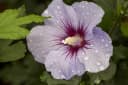 Hibiscus syriacus 'Marina' Gartenhibiskus Blau Bild 4