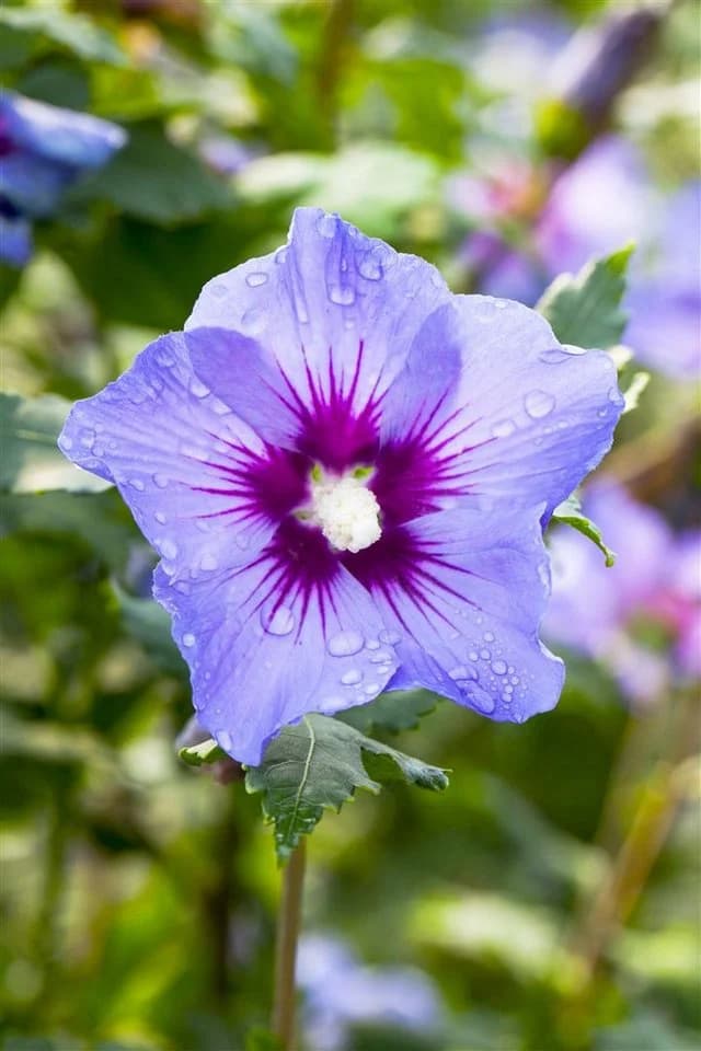 Hibiscus syriacus 'Marina' Gartenhibiskus Blau - Bild 5