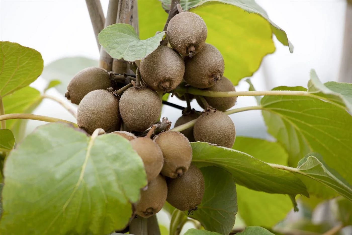 Pflanzen für Dich Kiwi Jenny Selbstfruchtend Essbare Früchte - Bild 2
