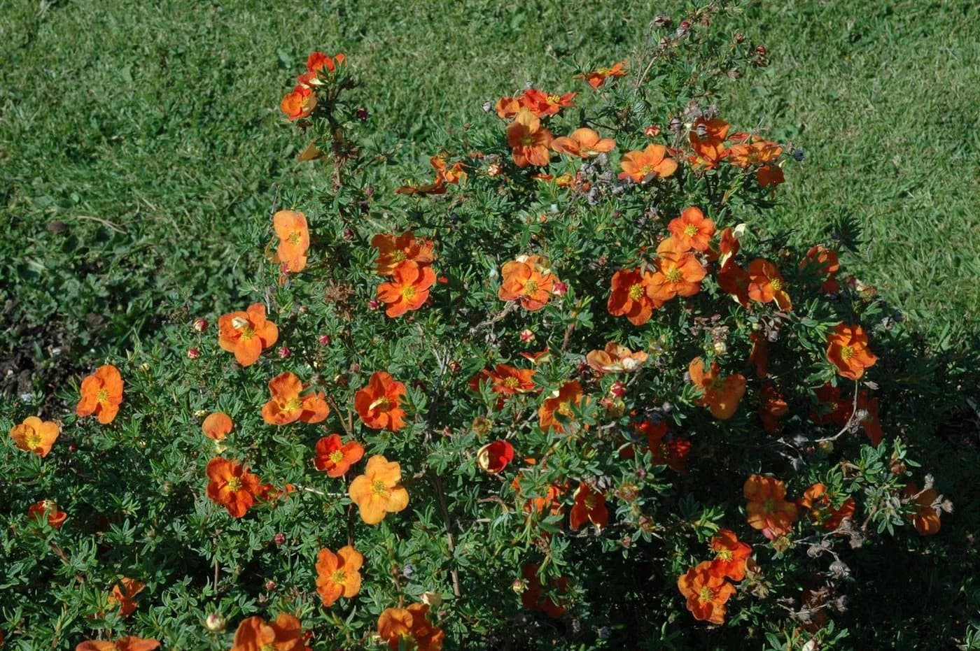 Pflanzen für Dich Bodendecker Potentilla Red Ace, 1 St., Fingerstrauch, Fünffingerstrauch, leuchtend rot, lange Blütezeit