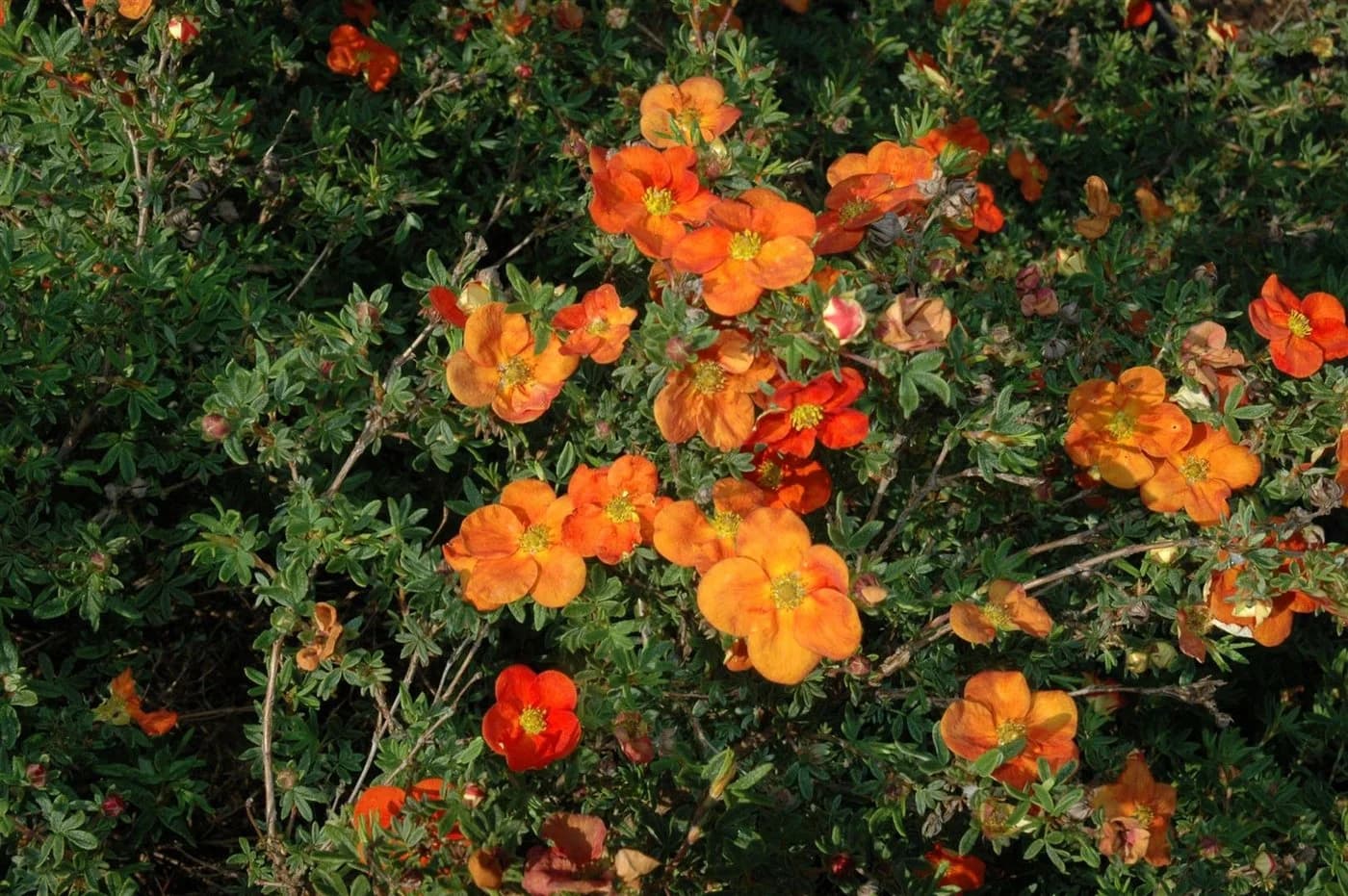 Pflanzen für Dich Bodendecker Potentilla Red Ace, 1 St., Fingerstrauch, Fünffingerstrauch, leuchtend rot, lange Blütezeit - Bild 2