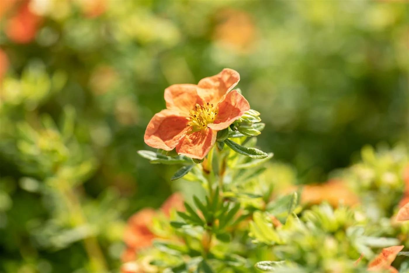 Pflanzen für Dich Bodendecker Potentilla Red Ace, 1 St., Fingerstrauch, Fünffingerstrauch, leuchtend rot, lange Blütezeit - Bild 3
