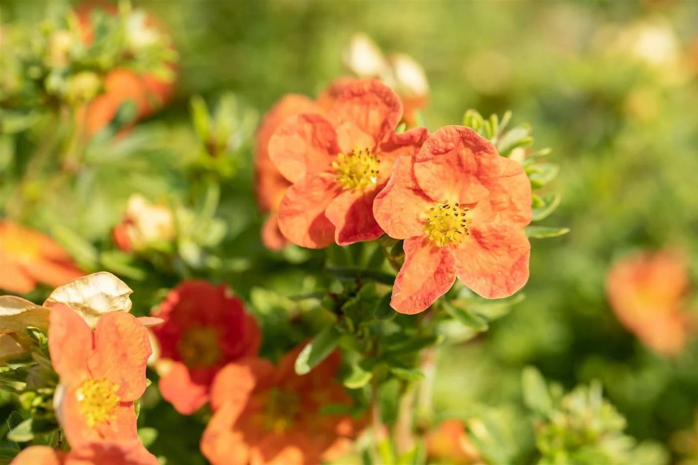 Pflanzen für Dich Bodendecker Potentilla Red Ace, 1 St., Fingerstrauch, Fünffingerstrauch, leuchtend rot, lange Blütezeit - Bild 5