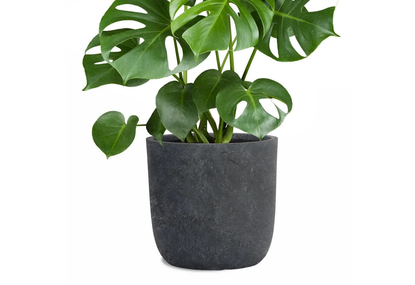 Pflanzwerk® Pflanzkübel CUP Premium Fiberglas Schwarz Frostbeständig - Bild 2