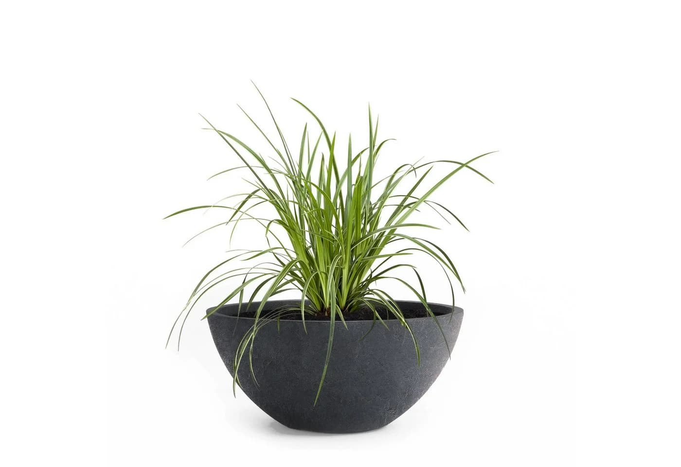 Pflanzwerk® BOWL Pflanzschale Anthrazit Frostbeständig Fiberglas - Bild 2