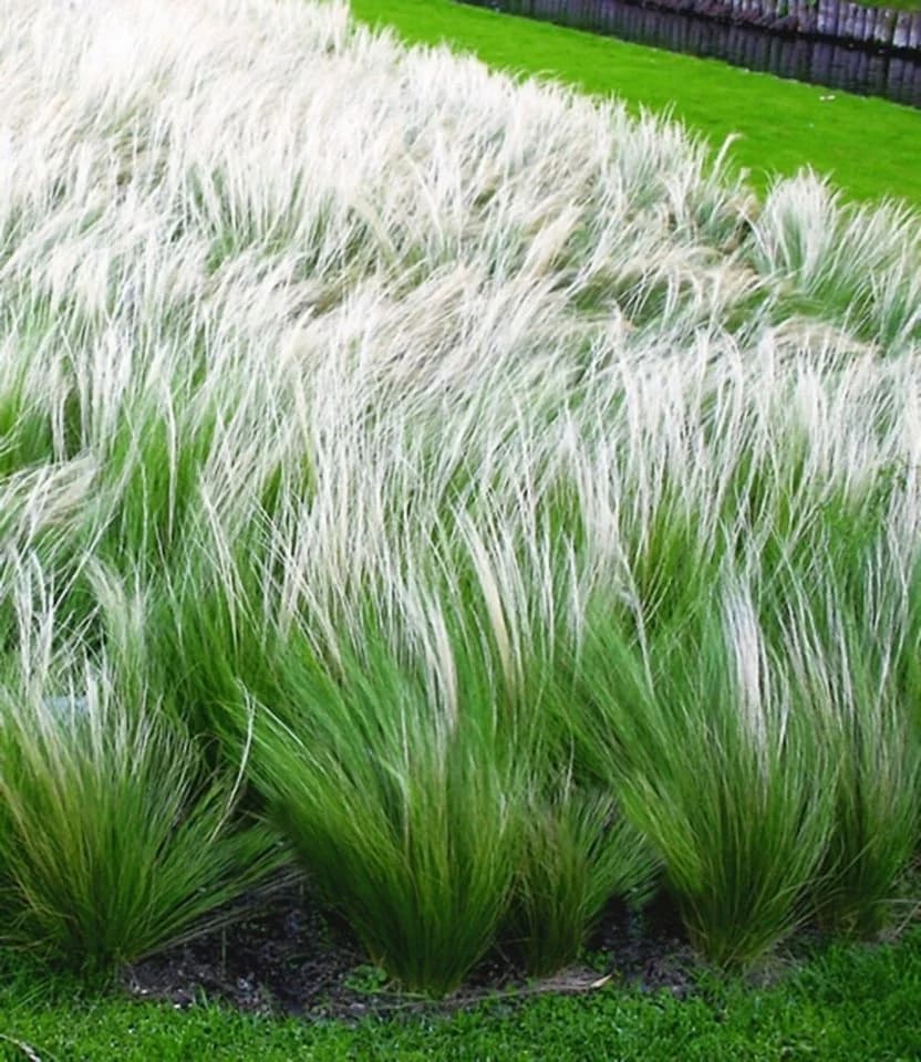 BALDUR Garten Federgras (Stipa) 3 St. Engelshaar