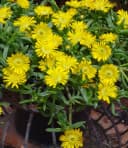 BALDUR Garten Eisblume 'Golden Wonder' 3 St. Gelb Winterhart Bild 1