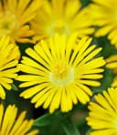 BALDUR Garten Eisblume 'Golden Wonder' 3 St. Gelb Winterhart Bild 2