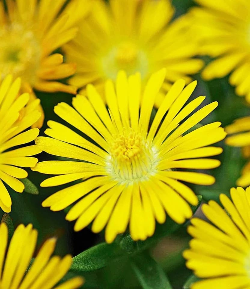 BALDUR Garten Eisblume 'Golden Wonder' 3 St. Gelb Winterhart - Bild 2