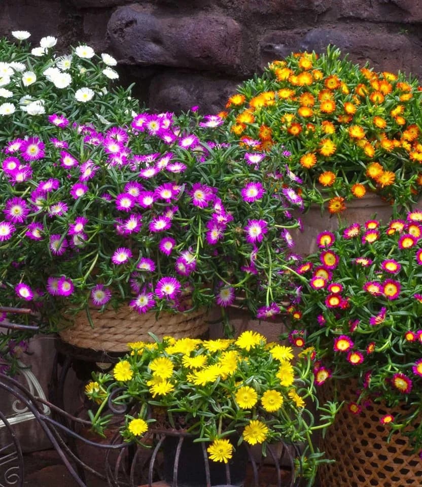 BALDUR Garten Eisblume 'Golden Wonder' 3 St. Gelb Winterhart - Bild 3