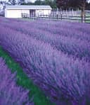 BALDUR Garten Lavendel Phenomenal® 3 St. Duftend Winterhart Mehrjährig Bild 1