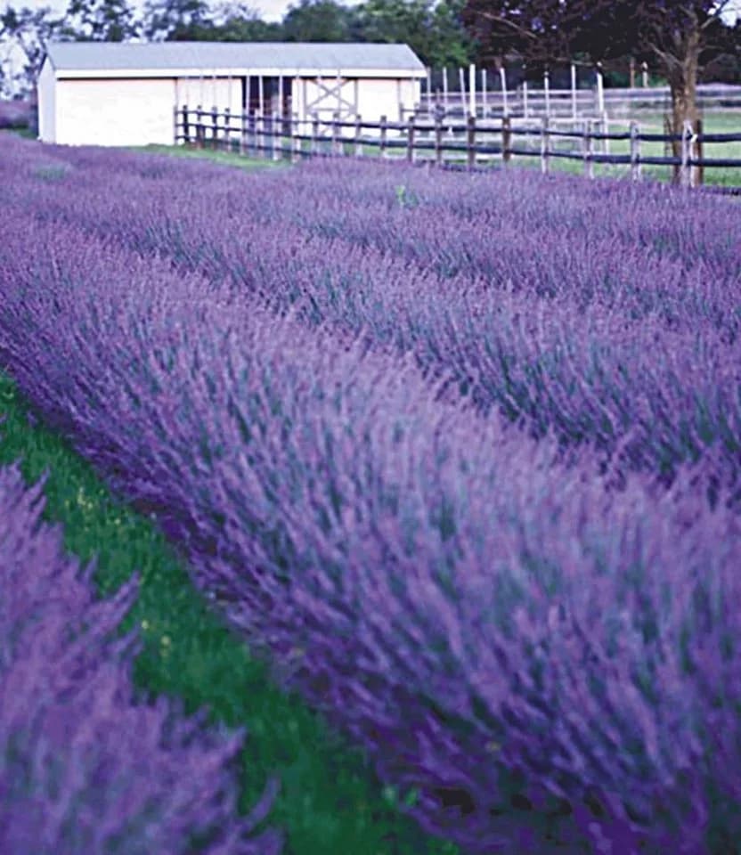 BALDUR Garten Lavendel Phenomenal® 3 St. Duftend Winterhart Mehrjährig