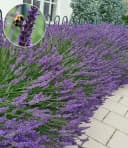 BALDUR Garten Lavendel Phenomenal® 3 St. Duftend Winterhart Mehrjährig Bild 2