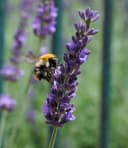 BALDUR Garten Lavendel Phenomenal® 3 St. Duftend Winterhart Mehrjährig Bild 3