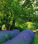BALDUR Garten Lavendel Phenomenal® 3 St. Duftend Winterhart Mehrjährig Bild 4