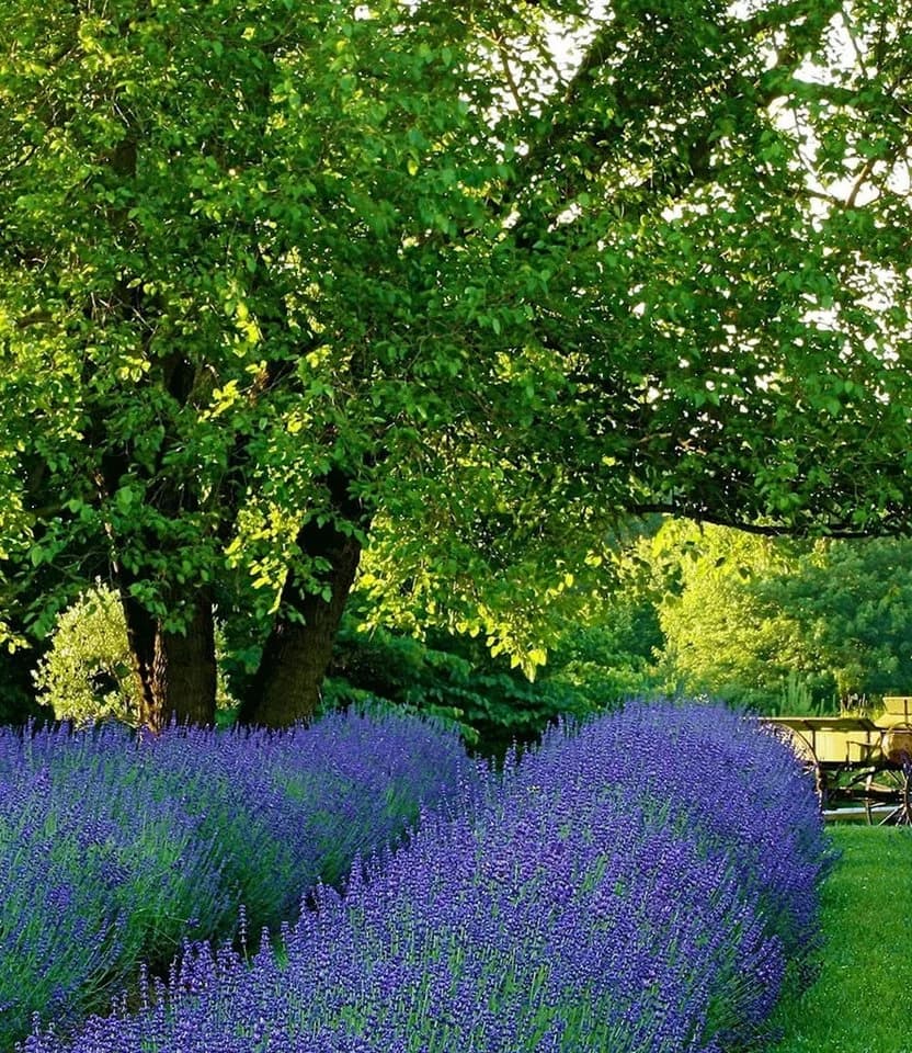 BALDUR Garten Lavendel Phenomenal® 3 St. Duftend Winterhart Mehrjährig - Bild 4